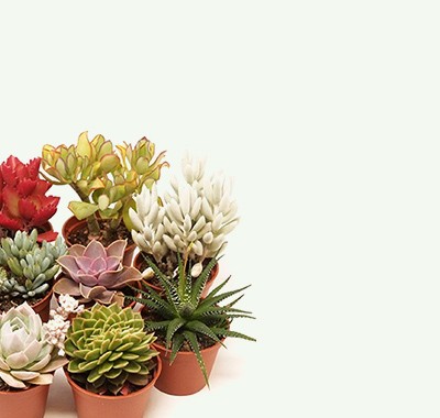 Achetez en gros Pot De Plantes Succulentes En Direct Echeveria